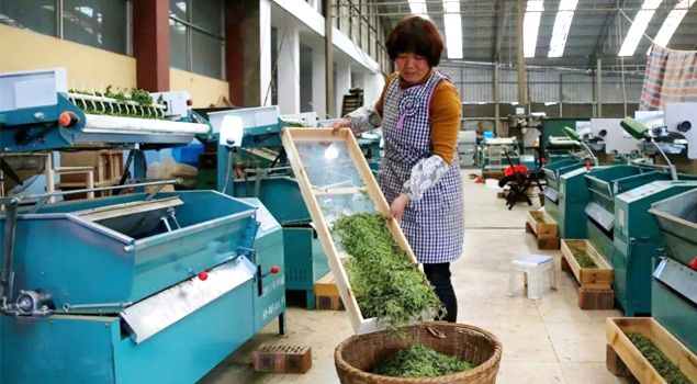 春茶貴如金，茶商如何在短時(shí)間內(nèi)海量備貨？